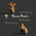 2 cuori anatomia umana disegni 3d stl per stampanti 3d