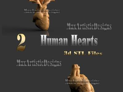 2 coeurs anatomie humaine 3d stl designs pour imprimantes 3d