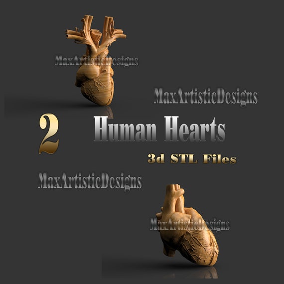 2 cuori anatomia umana disegni 3d stl per stampanti 3d